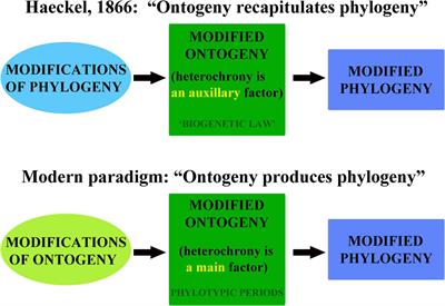 Ontogeny, Phylotypic Periods, Paedomorphosis, and Ontogenetic Systematics